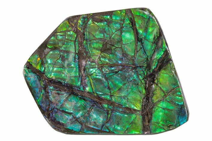 Flashy Ammolite (Fossil Ammonite Shell) - Greens & Blues #378469